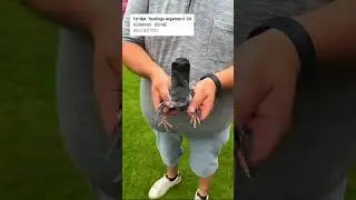 1st National Argenton 2024 Hermans Bonne from Loksbergen #racingpigeons #pigeon #pigeonrace #duiven