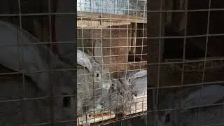 Месячные крольчата #кролик #bunny #rabbit