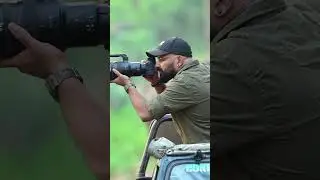 Wildlife Video Captured on Nikon Z 8