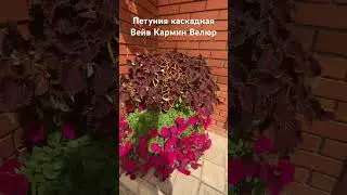 Петуния каскадная Вейв Кармин Велюр