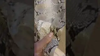 Кожа питона лоскут