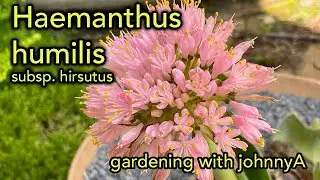 Haemanthus humilis - Amazing large leaves with pink flowers as well.