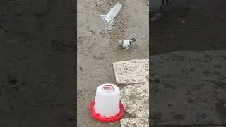 голуби Узбекистана город Самарканд полосатые