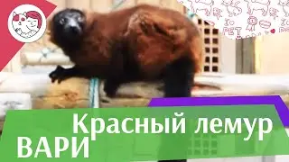 Красный лемур вари  Приручение  на ilikepet