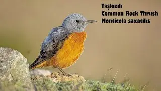 Taşkızılı - Common Rock Thrush - Monticola saxatilis