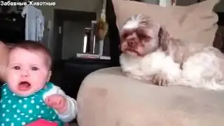 Собака успокаивает ребенка The dog calms baby