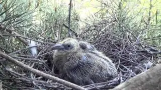 baby wood pigeon on nest , squab.