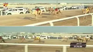 البث المباشر ... السباق التمهيدي الأول (ميدان الشحانية) للمفاريد 8-8-2020