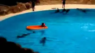 Funny Dolphin****