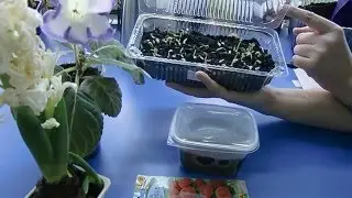 🌱Посев семян Астры в кипяток ! Скандальный метод ! 🌱
