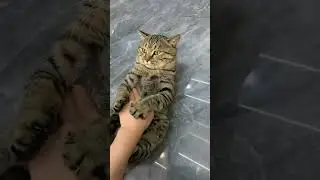 mixed signals (he Bite)