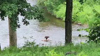 Bald Eagle Eating Dead Deer In The River