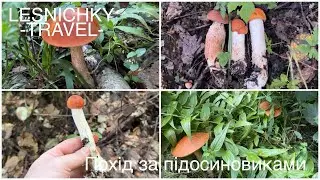 Похід за підосиновиками