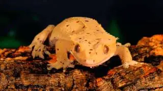 Modern Reptile Tribute Four: Rhacodactylus / Crested Gecko - Lizard.