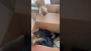 Мамка🤪 ##смешныеживотные #забавныеживотные #собаки #приколысживотными