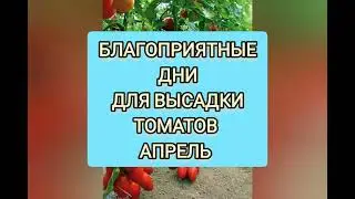 Благоприятные дни, для высадки томатов, апрель 2024