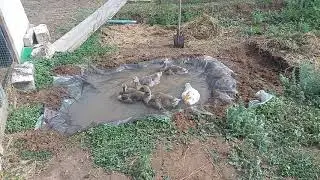Бизнес гусей