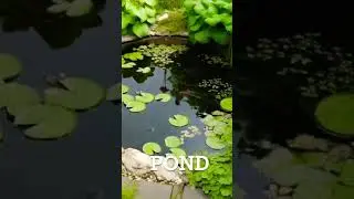 Master English Vocabulary | Pond