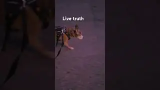 Even though they love the lie, you...