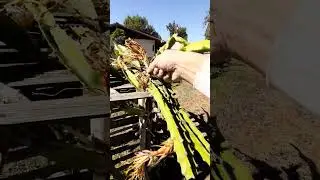 Please Dragon fruit needs help.