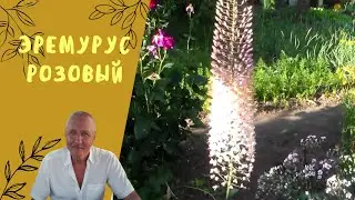 Эремурус розовый.