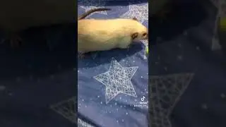 МИШКА СОСИСКА 😂