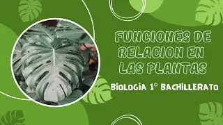 Las funciones de relación - Proyecto de Biología 1º Bachillerato