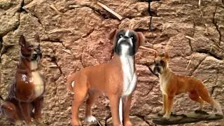Немецкий Боксер(Коротко о породе)