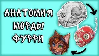 АНАТОМИЯ  морды / Как рисовать голову животного