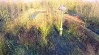 Ooievaar Nieuwegein (Maart 2015)