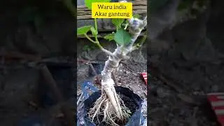 update terbaru bosku || waru akar gantung istimewa