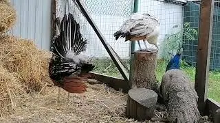 Паве подложим утиное яйцо, будет ли высиживать? Павлины танцуют вместе.