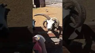 Необычное животное! Четырехрогий баран