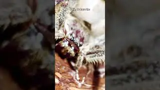 Is this the World's Deadliest SPIDER under the microscope?!