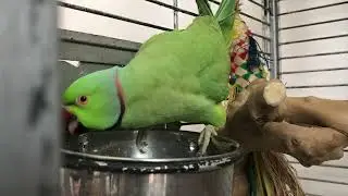 Parrot New Toy Review! Cheap Pet bird toys!