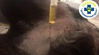 КИСТА ПРОСТАТЫ У КАНЕ КОРСО. ВЗЯТА МОЧА МЕТОДОМ ЦИНТЕЗА НА БАК. ПОСЕВ