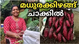 5 മധുരക്കിഴങ്ങിന് സ്ഥാനത്ത് 50 എണ്ണം നടാം|Sweet potato farming| മധുരക്കിഴങ്ങ് കൃഷി