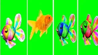green screen video effects|fish green screen