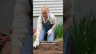 как УХАЖИВАТЬ за ТУЕЙ  #сад #полезно #дача #огород #shorts