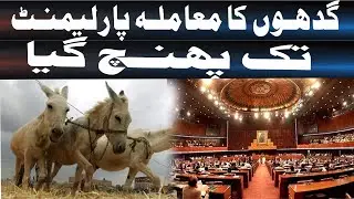 ssue of Donkeys Reaches Parliament | Unusual Political Debate| Daily veer times