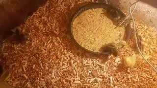 Pintinhos saindo da chocadeira pra caixa com lâmpada
