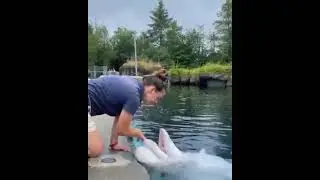 Dolphins 🐬 are one of most cutest animal ever😍❤️