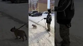 Татьяна Каширина | Кинолог Москва | Выгул собаки