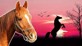 Horses for Kids | Animals for Kids | Pony, Mule, Donkey  |  Year of the Horse