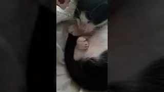 Тимоха проснулся 😴🐱 ( 21 часть )