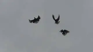 СВГ Голуби,молодые