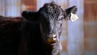 Behind every great herd is a family that puts #CattleFirst.