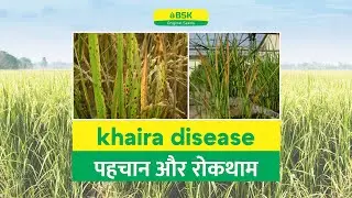 Khaira Rog || Paddy Diseases || Treatment for Khaira Disease || धान की फसल को खैरा रोग