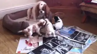 Ilexir puppies 05/06/2012
