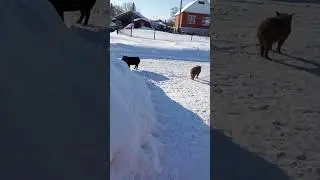Дожились - сало по улице бегает.😮😮😮